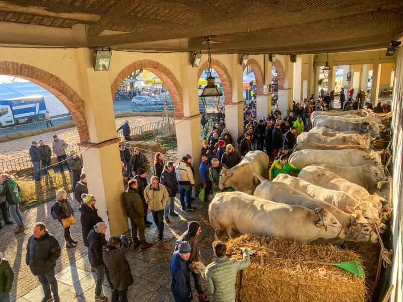 La Fiera Nazionale del Bue Grasso a Moncalvo